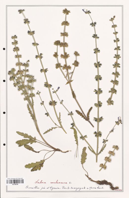 Salvia verbenaca  (Lamiaceae)
