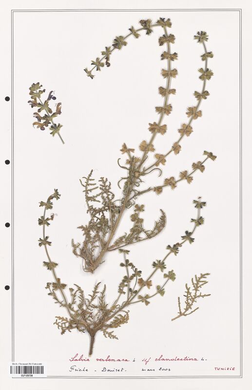 Salvia verbenaca  (Lamiaceae)