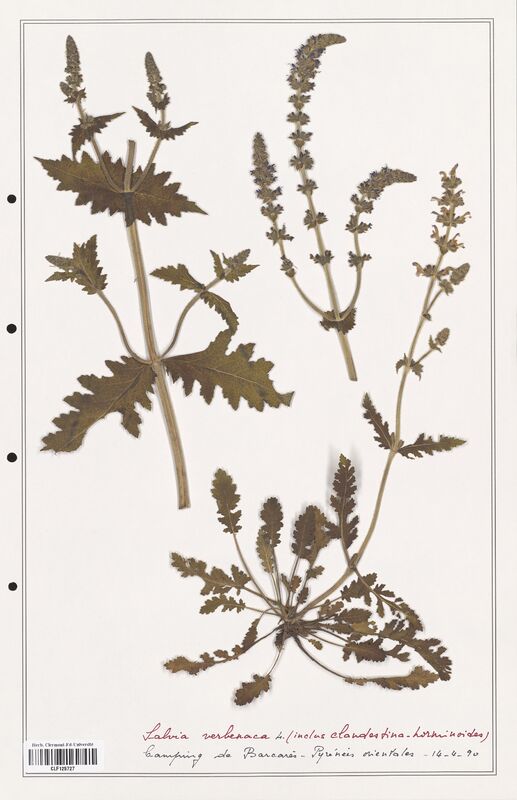 Salvia verbenaca  (Lamiaceae)