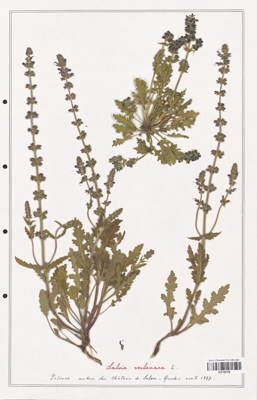 Salvia verbenaca  (Lamiaceae)
