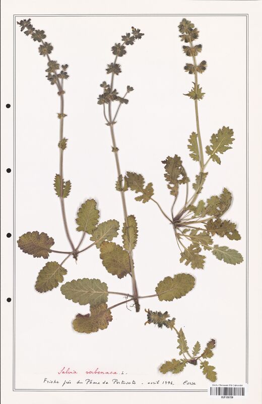 Salvia verbenaca  (Lamiaceae)
