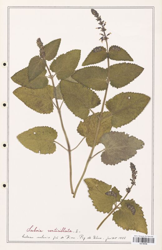 Salvia verticillata  (Lamiaceae)