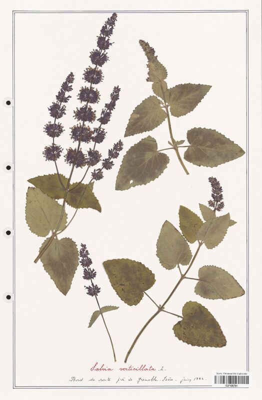 Salvia verticillata  (Lamiaceae)