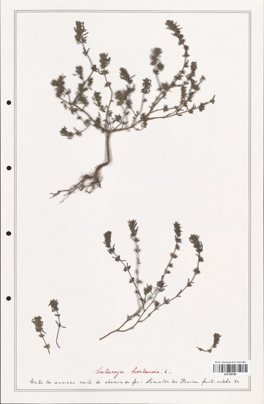 Satureja hortensis  (Lamiaceae)