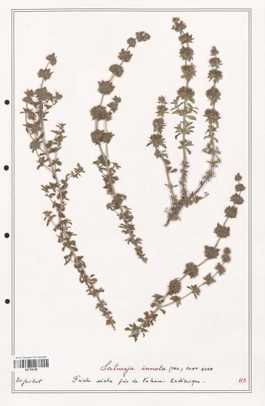 Satureja innota  (Lamiaceae)