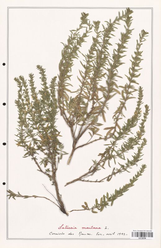 Satureja montana  (Lamiaceae)