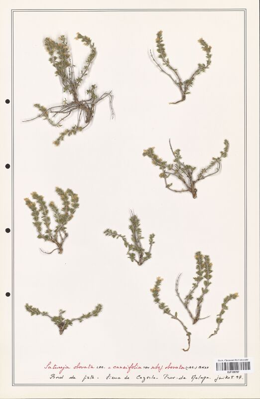 Satureja obovata  (Lamiaceae)