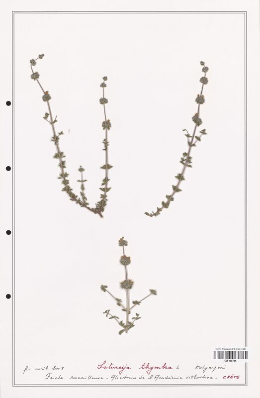 Satureja thymbra  (Lamiaceae)