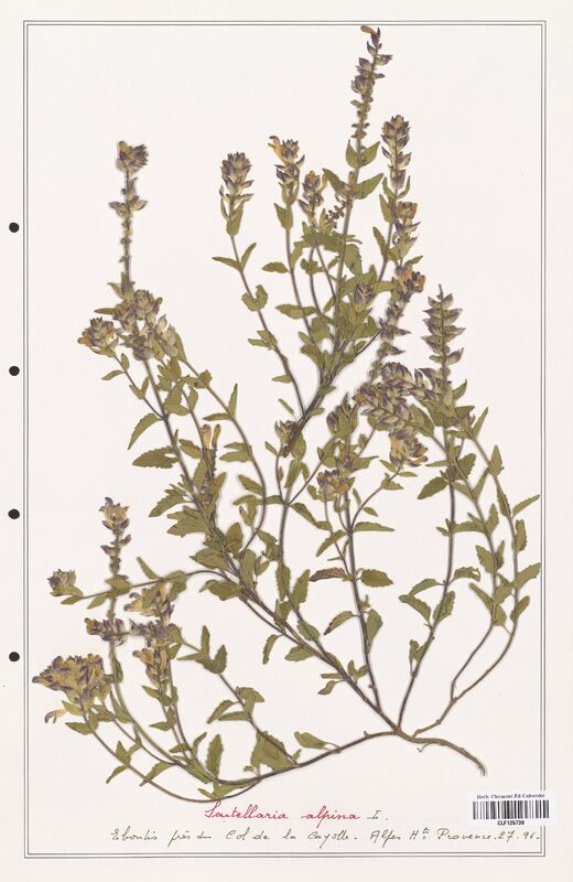 Scutellaria alpina  (Lamiaceae)