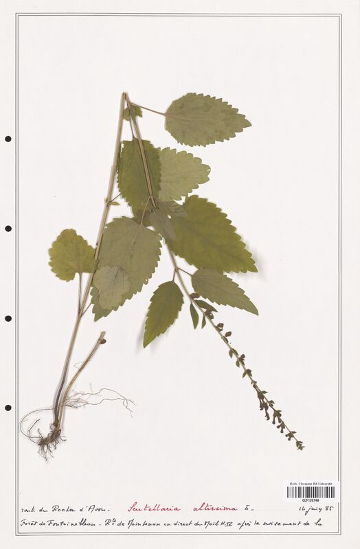 Scutellaria altissima  (Lamiaceae)