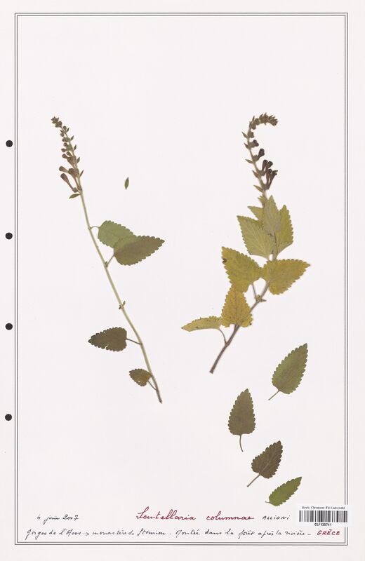 Scutellaria columnae  (Lamiaceae)