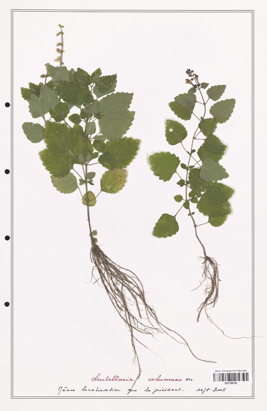 Scutellaria columnae  (Lamiaceae)