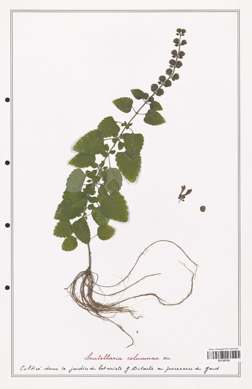 Scutellaria columnae  (Lamiaceae)