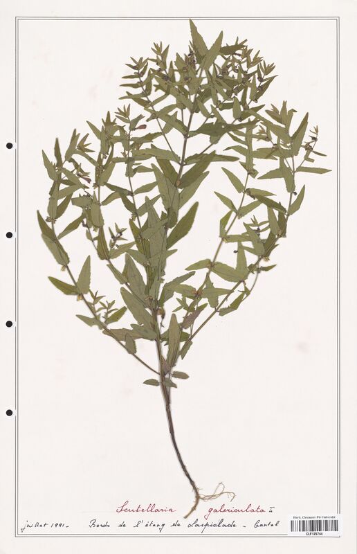 Scutellaria galericulata  (Lamiaceae)