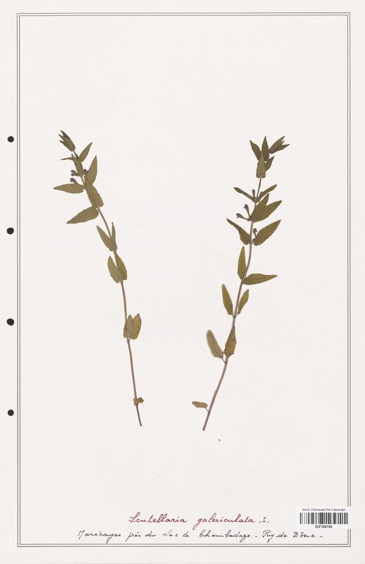 Scutellaria galericulata  (Lamiaceae)