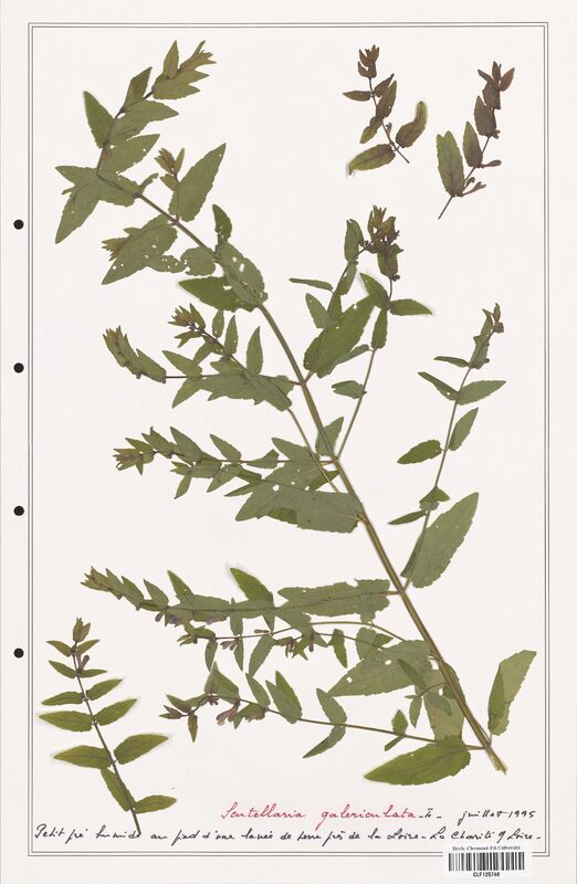 Scutellaria galericulata  (Lamiaceae)