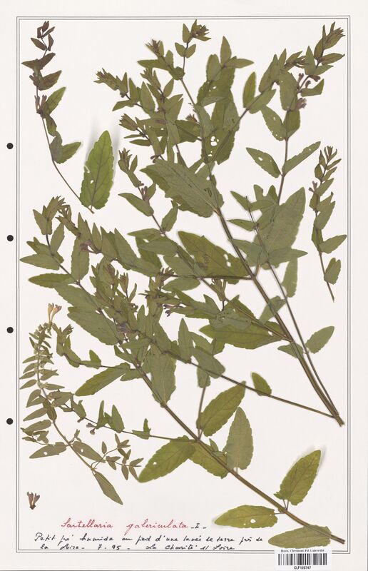 Scutellaria galericulata  (Lamiaceae)