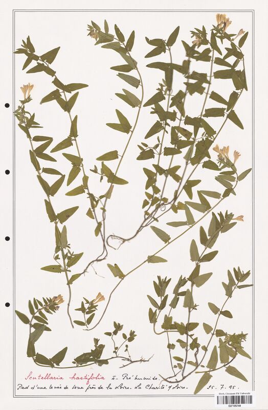 Scutellaria hastifolia  (Lamiaceae)
