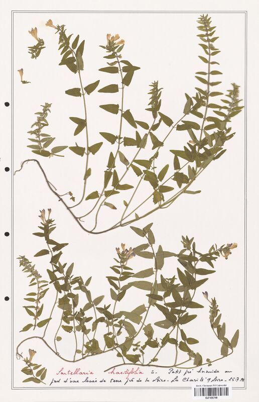 Scutellaria hastifolia  (Lamiaceae)