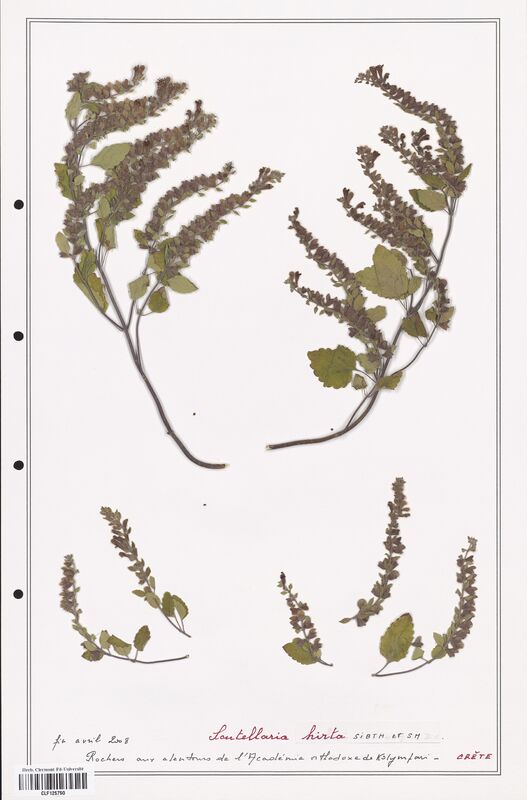 Scutellaria hirta  (Lamiaceae)