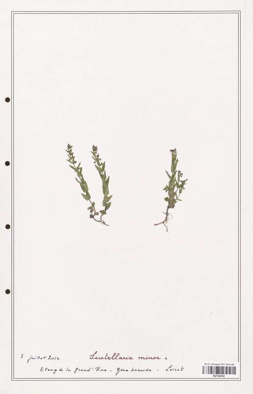 Scutellaria minor  (Lamiaceae)