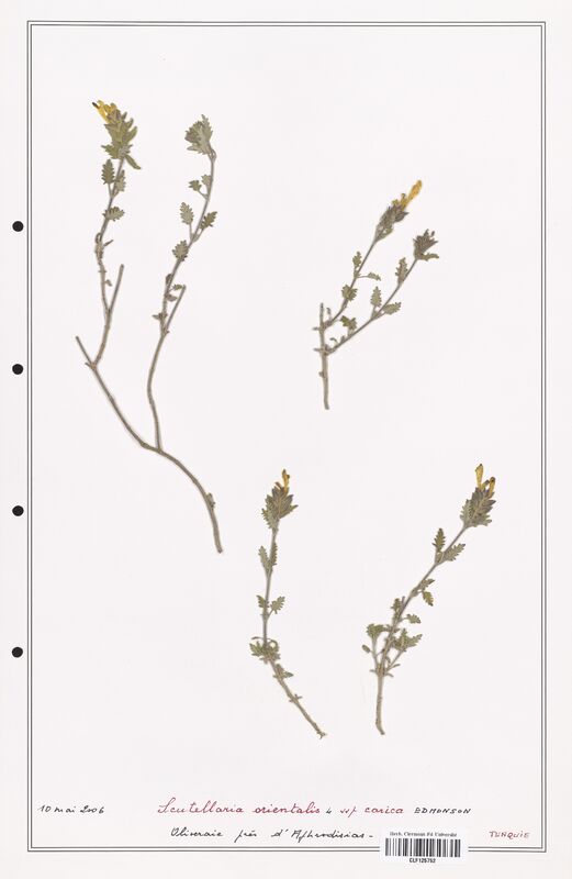 Scutellaria orientalis  (Lamiaceae)