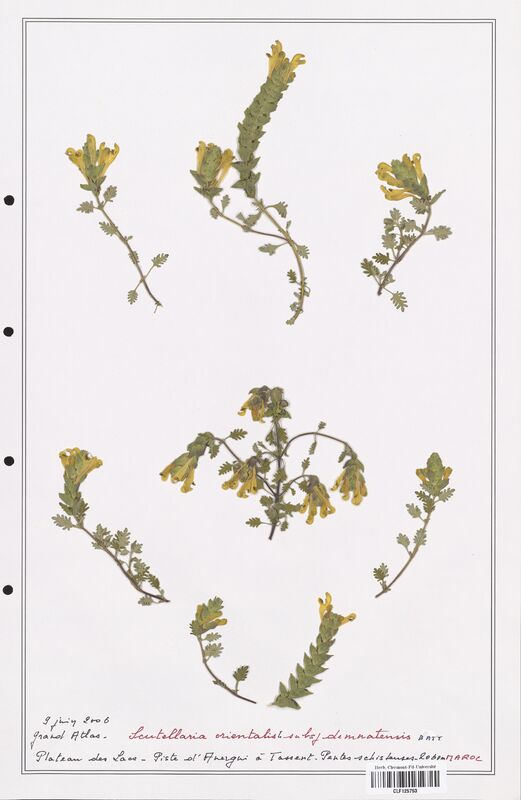 Scutellaria orientalis  (Lamiaceae)