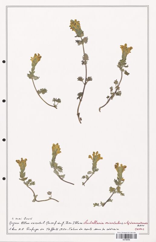 Scutellaria orientalis  (Lamiaceae)