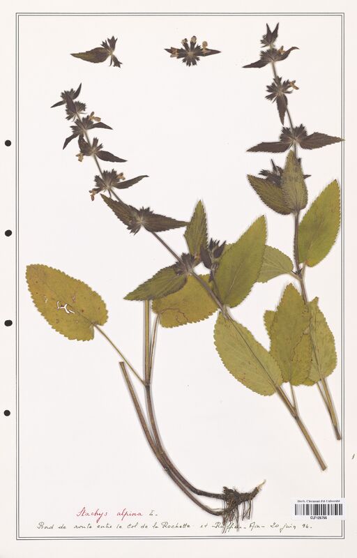 Stachys alpina  (Lamiaceae)