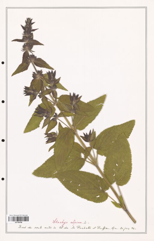 Stachys alpina  (Lamiaceae)