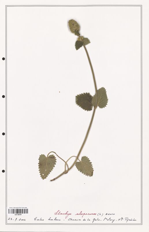 Stachys alopecuros  (Lamiaceae)