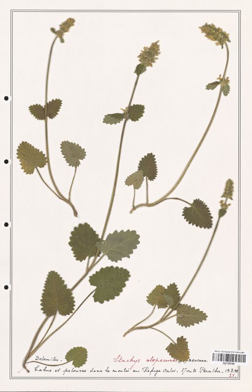 Stachys alopecuros  (Lamiaceae)