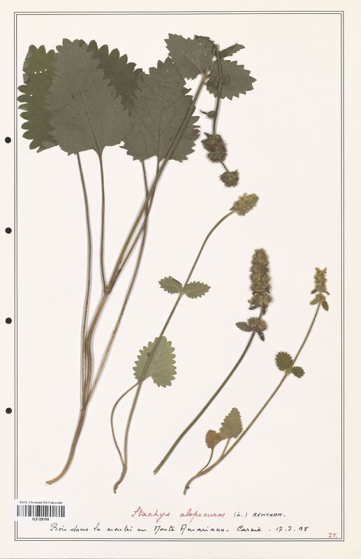 Stachys alopecuros  (Lamiaceae)