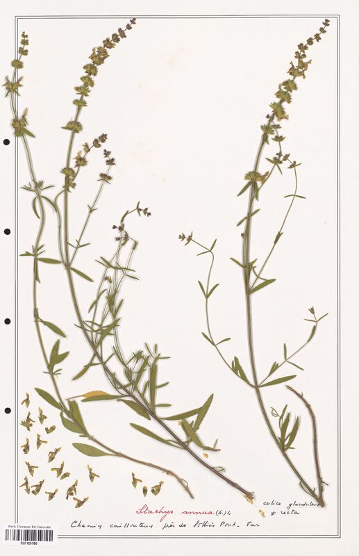 Stachys annua  (Lamiaceae)