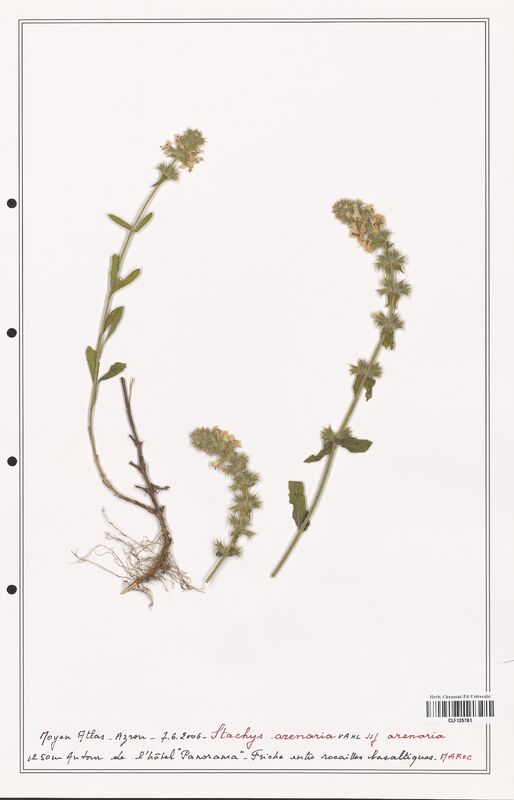 Stachys arenaria  (Lamiaceae)