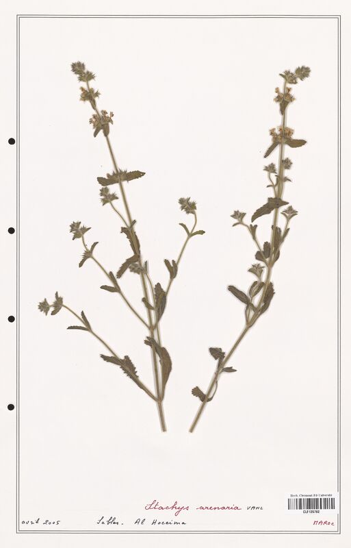 Stachys arenaria  (Lamiaceae)