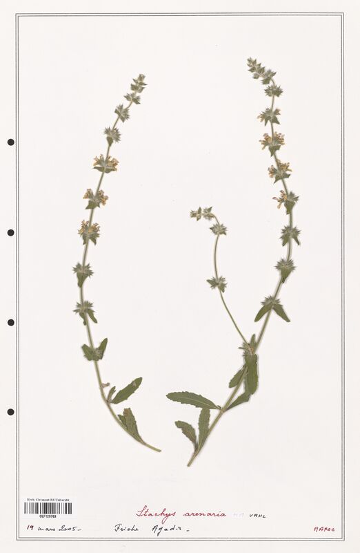 Stachys arenaria  (Lamiaceae)