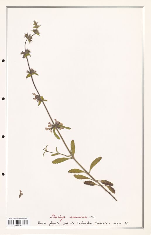 Stachys arenaria  (Lamiaceae)