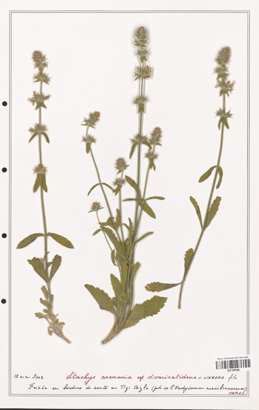 Stachys arenaria  (Lamiaceae)