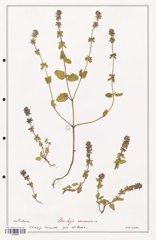 Stachys arvensis  (Lamiaceae)