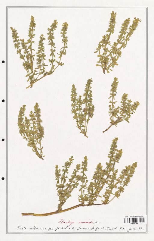 Stachys arvensis  (Lamiaceae)