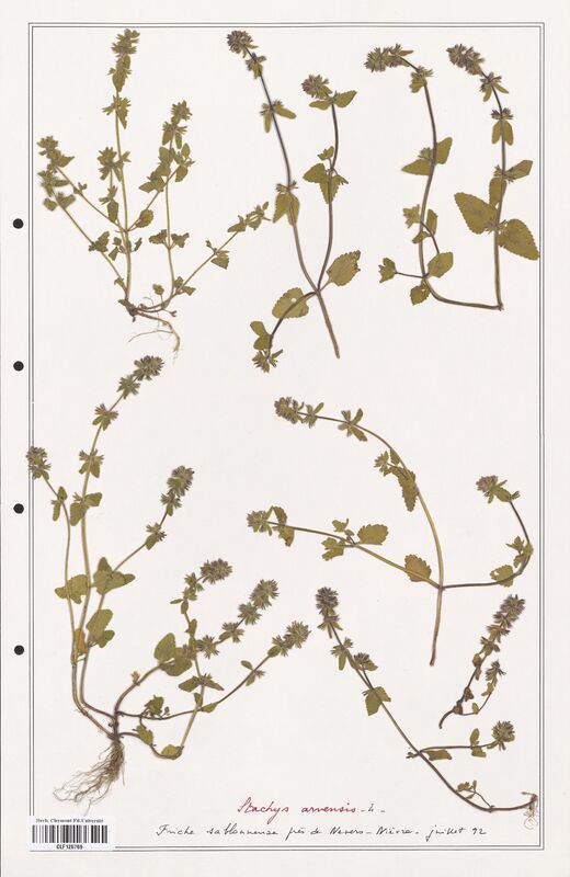 Stachys arvensis  (Lamiaceae)