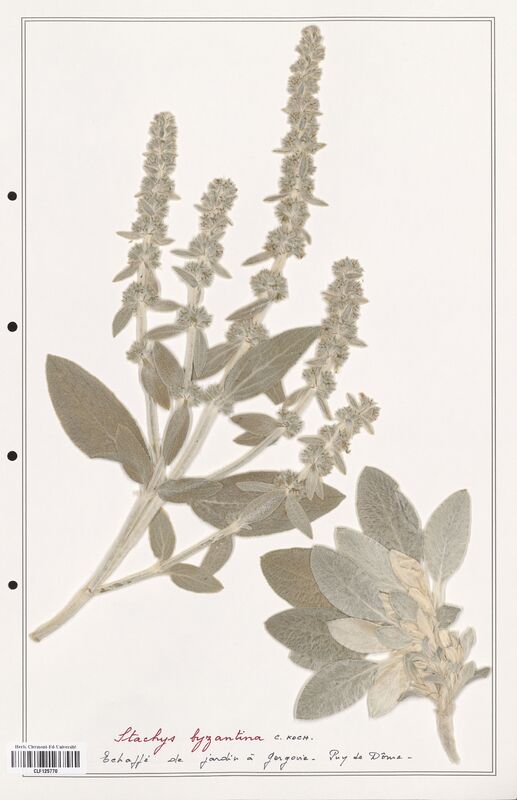 Stachys byzantina  (Lamiaceae)