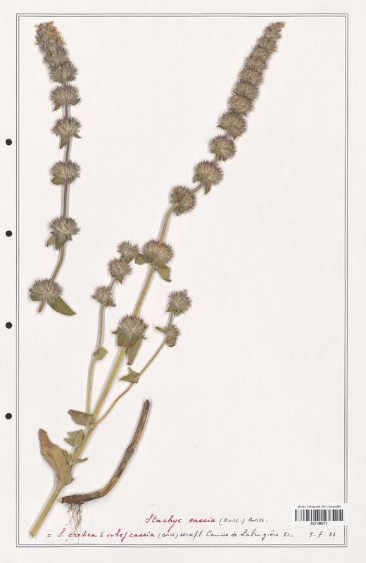 Stachys cassia  (Lamiaceae)