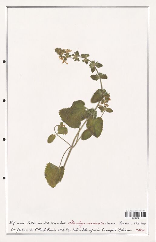 Stachys circinata  (Lamiaceae)