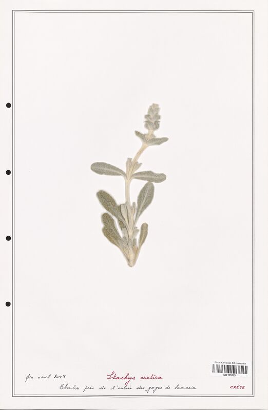Stachys cretica  (Lamiaceae)