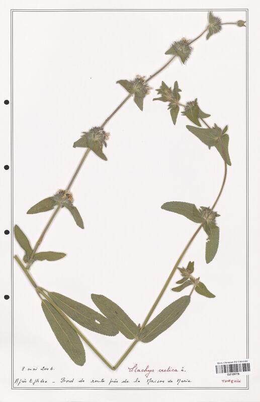 Stachys cretica  (Lamiaceae)