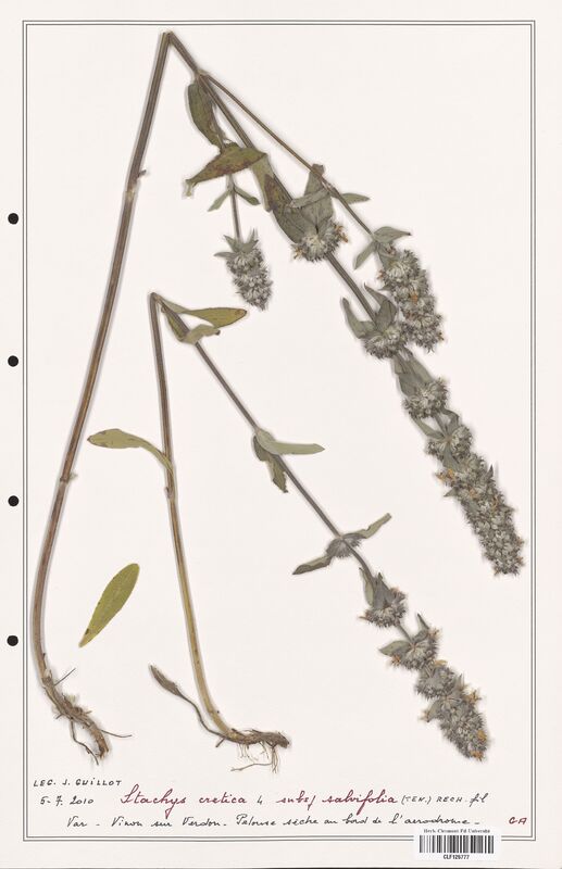 Stachys cretica  (Lamiaceae)