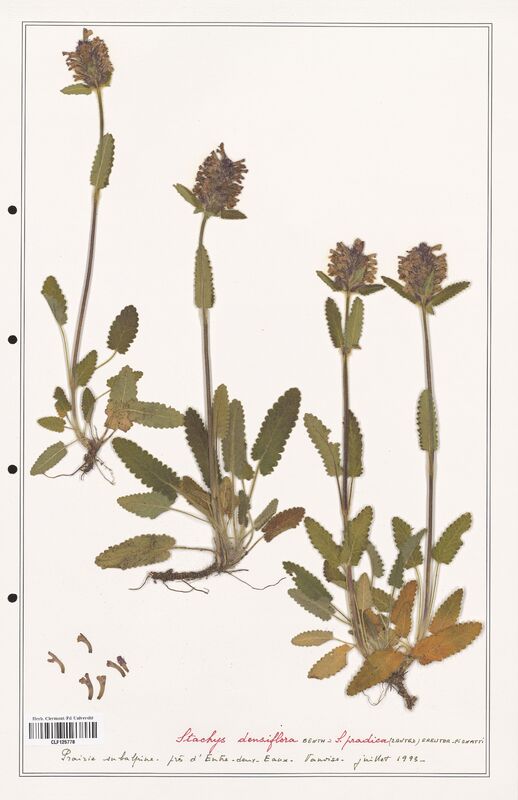 Stachys densiflora  (Lamiaceae)