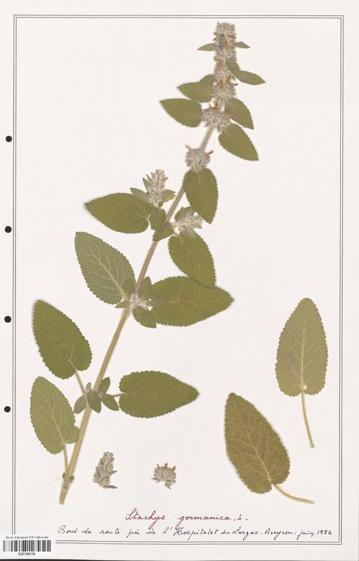 Stachys germanica  (Lamiaceae)